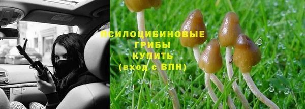 прущие грибы Коряжма